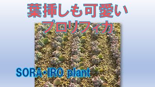 【多肉植物＃137】葉刺しも可愛いプロリフィカ。ポット鉢に植え替えます。2025年1月9日