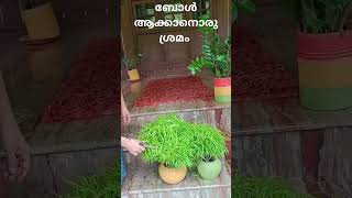 ഒന്ന് ശ്രമിച്ചു #aralia cutting #trying for round shape #gardening #shorts #green#outdoors #lhome