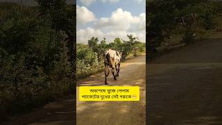 অবশেষে খুজে পেলাম পাকেটের সেই দুধের গরু কে😁😂 #funny #comedyvideos #funnyshorts #youtubeshorts bss