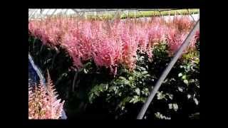 Best Perennials - Astilbe Visions in Pink (False Spirea)