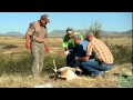 Pronghorn Antelope, Wildlife Mystery