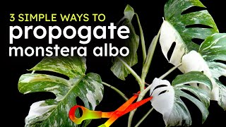 3 Ways to Propagate your Variegated Monstera Albo