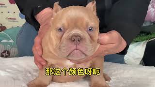 #恶霸犬 #萌宠 火影的1000多只子女都有什么颜色和风格#American Bully