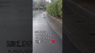 雨に濡れながらやって来るハートちゃん❗可愛いでしょ❤️