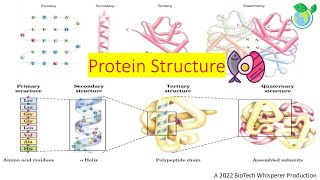 Protein Structure Explained in 11 Minutes