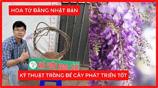 Hoa Tử Đằng Thân Leo Nhật Bản + Cách Trồng Để Cây Phát Triển Tốt | Đt/Zalo 0968750386 | 0923916866