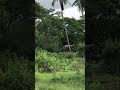 among the herd of elephants passing through a village an elephant blind in eye is walking behind.