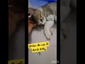 ఇవాళ అయితే చాలా cat s ని watch till end shorts viral