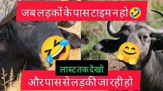 Boy's reaction after seeing girl 🤣🤣 #comedy #ytvideoes #ytshortsvideo #funny #cow #bufflo #shorts