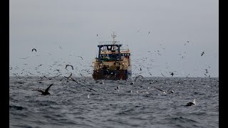 Pelagic Birding - Cape Town, South Africa