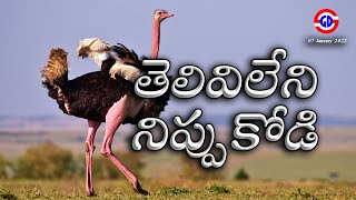 తెలివిలేని నిప్పుకోడి || Stupid ostrich || దైవశక్తి || Starts On 07 January 2022 at 07 PM