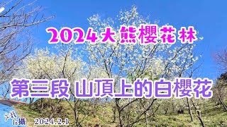 大熊櫻花林 第三段6分鐘 山頂上的白色櫻花 2024年2月1日