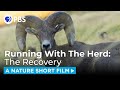 A Pandemic Comeback For Big Horn Sheep | A NATURE Short Film