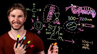 Earth's Most Complicated Eyes | Because Science Live