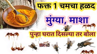 मुंग्या पळवण्यासाठी घरगुती उपाय / How To Get Rid Of Ants fast Naturally / marathi kitchen /Chitiyo