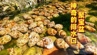 海边排水口真神奇！抓完小螺抓大螺！石斑鱼也是一只接一只上货！