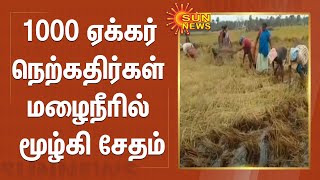 1000 ஏக்கரில் அறுவடைக்கு தயாராக இருந்த நெற்கதிர்கள் மழைநீரில் மூழ்கி சேதம் | Rain | Paddy