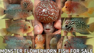 Ball head SRD Flowerhorn fish| medium quality SRD | DUAL Tone KAMFA | Monster kok KML For Sale