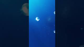 giant jellyfish