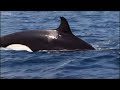 Orcas Let the Boats Hunt for Them  Killer Whale  BBC Earth