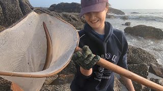 猪猪海边赶海遇猛货，被石堆冒出的尾巴吓一跳，徒手擒住真厉害