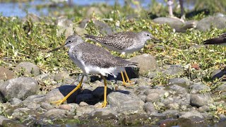 Greater and Lesser Yellowlegs comparisons