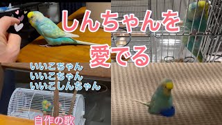 2021.2.21 しんちゃんを愛でる　【セキセイインコしんちゃん】