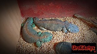 Uromastyx Thomasi