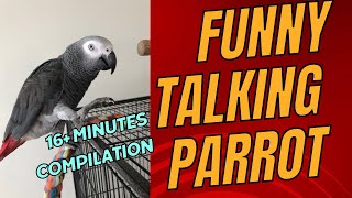 Funny Talking African Grey Videos Compilation— Try Not to Laugh!