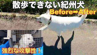 【凶暴犬】散歩ができない噛む紀州犬セッション一週間後　Before👉After