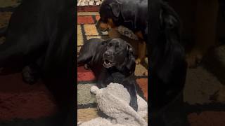 When your little brother is annoying you 😂 #music  #dogs #dogsofyoutube #funny #rottweiler #rottie