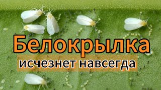 Как избавиться от белокрылки в квартире и в огороде