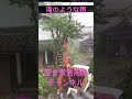 滝のような雨に襲われました！ diy 空き家古家不動産投資で利益をつくる fire 儲かる空き家 サラリーマン大家 古民家リフォーム www 土地活用