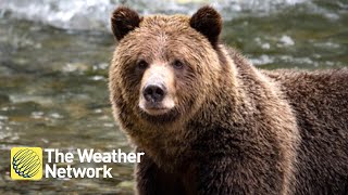 Up close and personal with Canada's West Coast Grizzly Bear