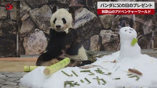 【速報】パンダに父の日のプレゼント 和歌山のアドベンチャーワールド