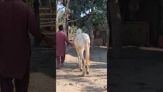 White horse crossbreeding 1st #horse#horsebreedingseason #horsebreedingstable #horsebreeds#animals