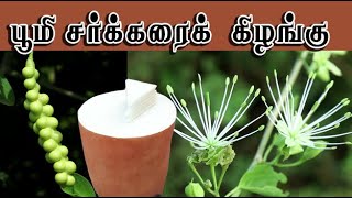 Maerua oblongifolia /பூமி சர்க்கரைக்  கிழங்கு மருத்துவம் /poomi sarkkarai kizhangu medicine