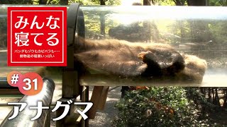 元気な子供たちにビックリ！！お昼寝中のアナグマ／Sleeping Badger