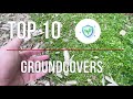 Top 10 Groundcovers tried and tested for your garden. Ian Wilson Landscape Design NZ