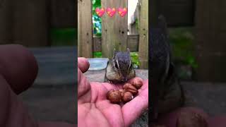 How cute lovely sweetie 🐿️🐿️🐿️🌰🌰💖💖💖#short