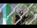 ヒノトントンzoo レッサーパンダ 笹を食べるソラちゃん①