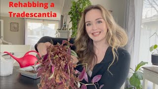 Tradescantia Rehab | Propagating a whole new plant