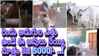 PUNANURU AVULU |ఈ ఆవులు అపార్ట్మెంట్‌లో కూడా పెంచుకోవచ్చు.. కుక్క కంటే ఖర్చు తక్కువ..! || RAITHUNADU