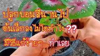 สุดทึ่งแชร์เลย!! ปลูกบอนสีนานไปต้นเล็กลงไม่โตทำไง แก้ได้ง่ายนิดเดียว​ สาคู Channel by แม่จิ๋ม