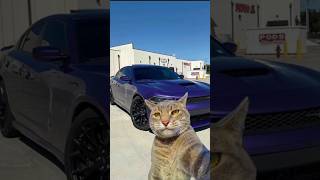 Cat is car owner #funny #beautifulrecite #cat #joeyandchandler #ai #beautiful #tomandjerr