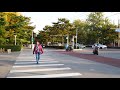 【4k60p】golden ginkgo avenue at the end of autumn part1