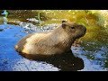 5 Capybara Facts (The World's Largest Rodent)