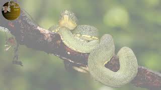 World of the Wild | Episode 1 The Amazon Rainforest | Free Documentary Nature