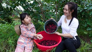 Harvesting Mulberries Goes To Market Sell, Make Mulberry Syrup | Ngân Daily Life