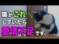 【見逃すと危険】愛情不足の猫だけが見せる行動・仕草を獣医師が解説します